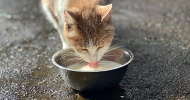 Katzendrinks