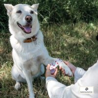 Paws & Patch Selbsthaftende Verbände - Box mit 6 Stück - Herzbox