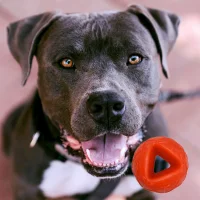 Moby Ball – Orange Größe L (7,0 x 6,0 cm)