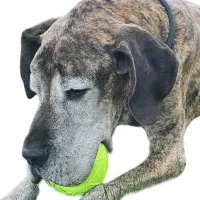 Moby Ball – Gelb Größe XXL (12,0 x 11,0 cm)