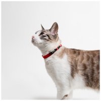 Katzen-Halsband mit NFC Chip Braun - mit Plakette zum Gravieren - Halsumfang 21-28 cm - Memopet