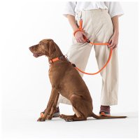 Hunde-Halsband mit NFC Chip Orange - mit Plakette zum Gravieren - Memopet