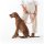 Hunde-Halsband mit NFC Chip Orange - mit Plakette zum Gravieren - Memopet
