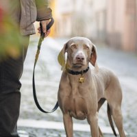 Charms: Bronx Sheriffstern Plakette aus englischem Messing - Schmuckanhänger zum Gravieren