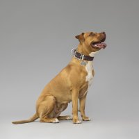 Charms: Bronx XL Knochen futuristische Plakette aus altem Silber - Schmuckanhänger zum Gravieren