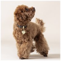 Hunde-Halsband Hermitage Tartan Braunes Leder Größe ML
