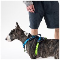Hunde-Geschirr H mit NFC Chip Grün-Blau - mit Plakette zum Gravieren - Memopet