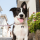 Charms: Border Collie - Schmuckanhänger zum Gravieren