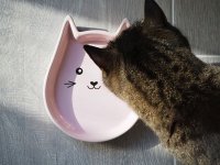 Katzen Schale Kitty Face - Keramik pink 200ml